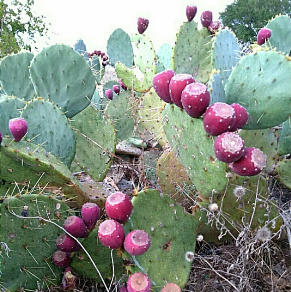 Meet your Posher, Donna - Picture 3 of 6